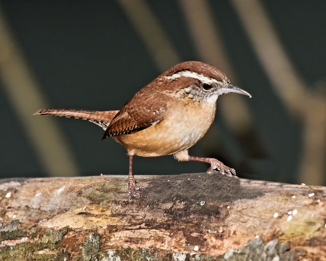 Carolina Wren