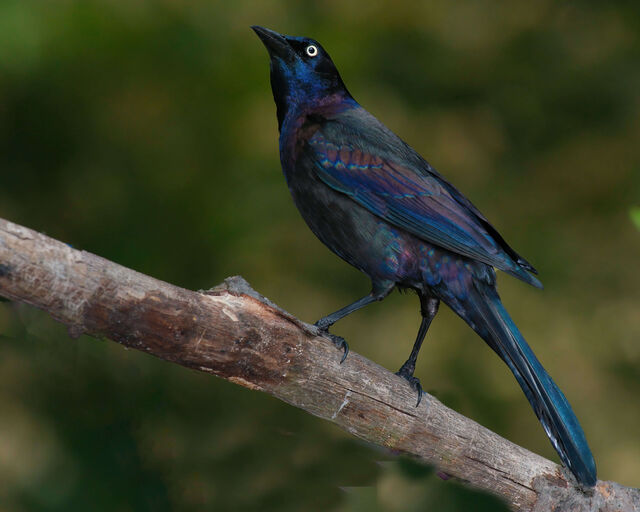 Common Grackle