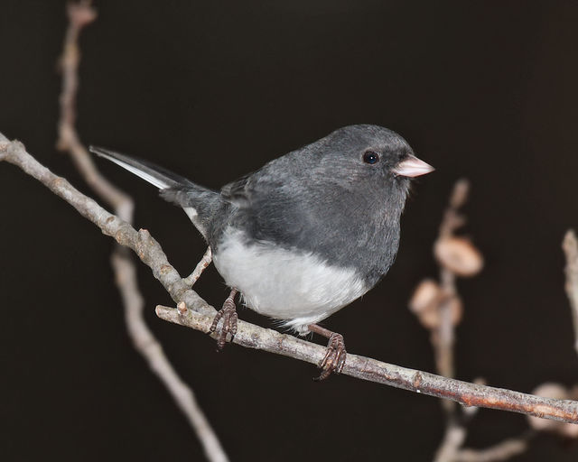 Dark-eyed Junco