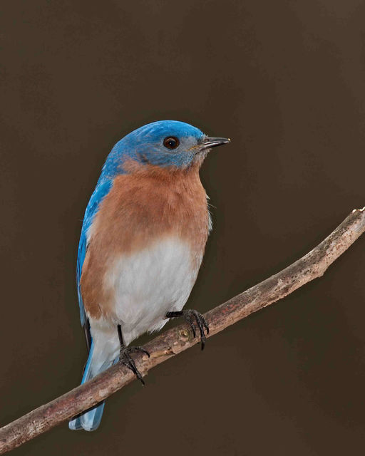 Eastern Bluebird