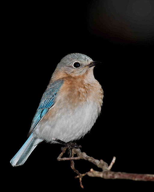 Eastern Bluebird