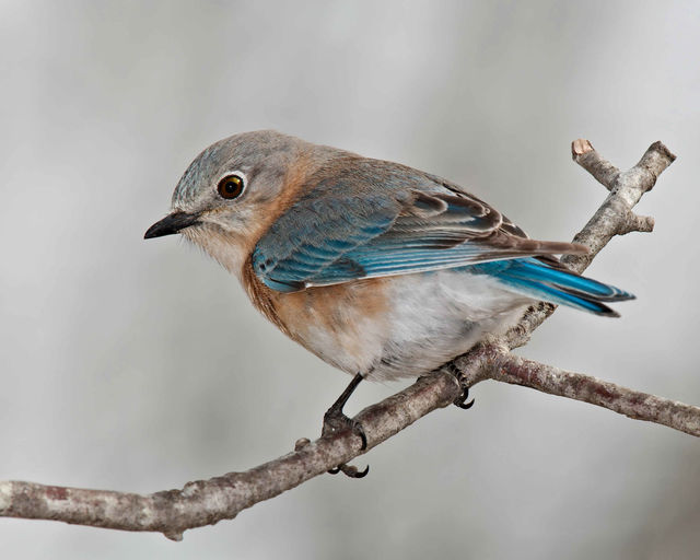 Eastern Bluebird