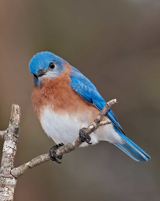 Eastern Bluebird