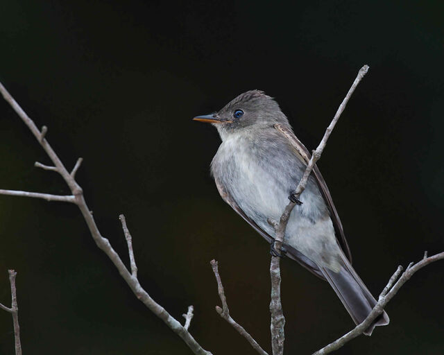 Eastern Wood-Pewee