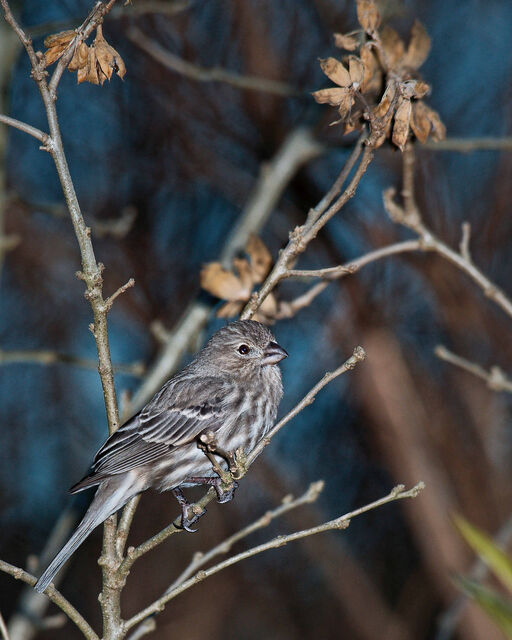 House Finch