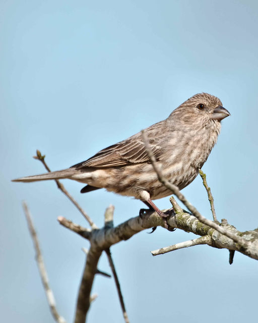 House Finch