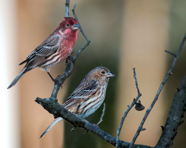 House Finch