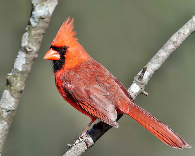 Northern Cardinal