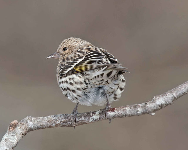 Pine Siskin