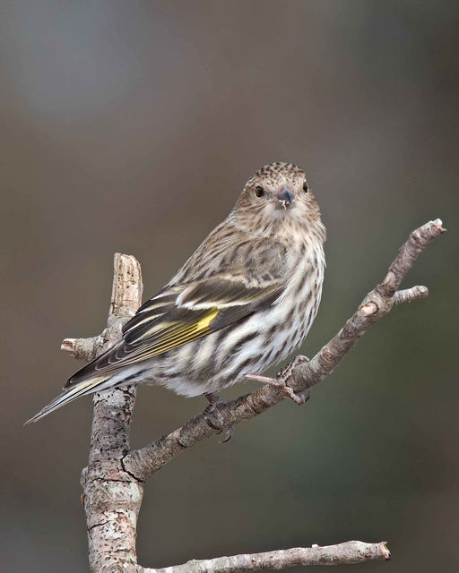 Pine Siskin