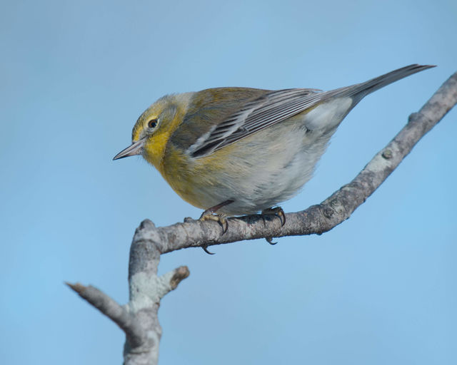 Pine Warbler