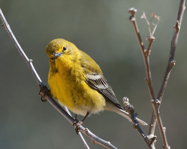 Pine Warbler