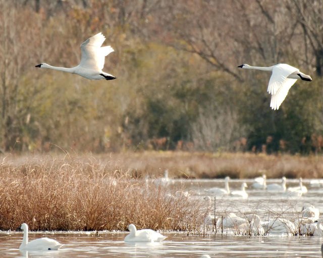 Tundra Swan