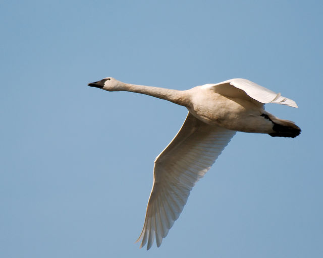 Tundra Swan