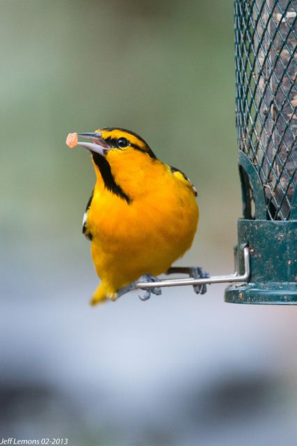 Bullock's Oriole