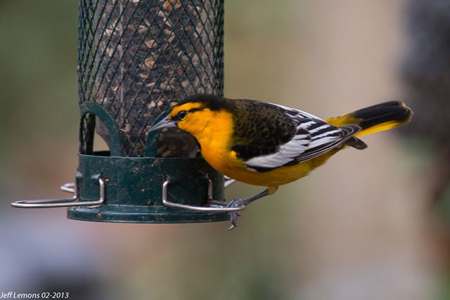 Bullock's Oriole