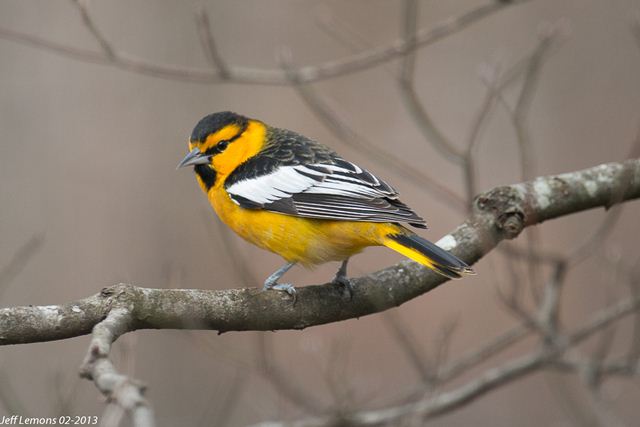 Bullock's Oriole