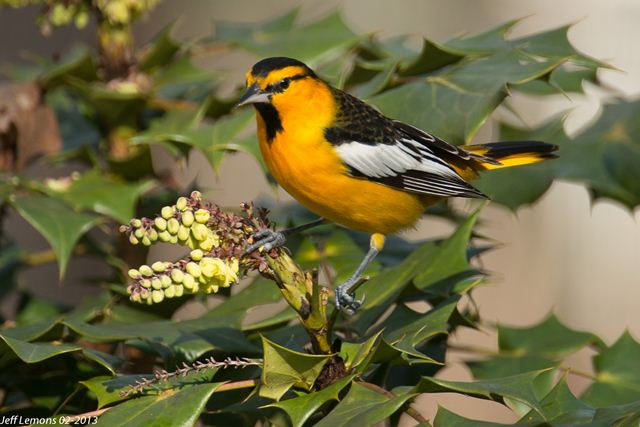 Bullock's Oriole