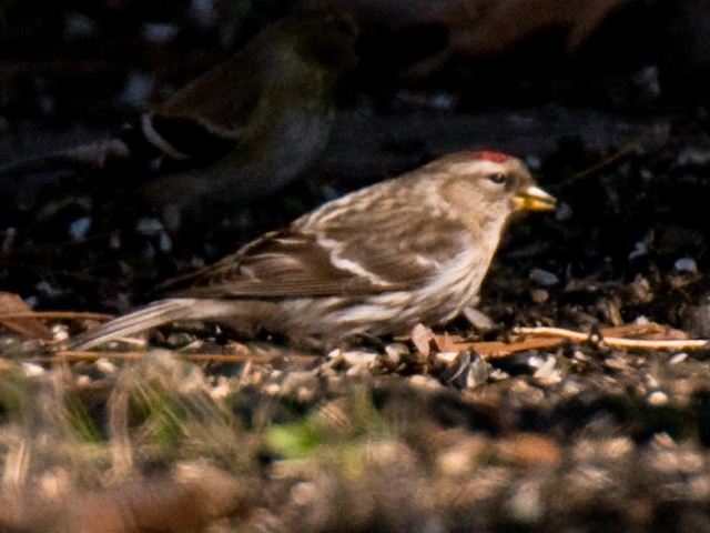 Common Redpoll