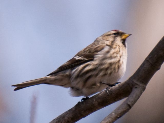 Common Redpoll