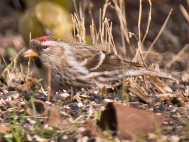 Common Redpoll