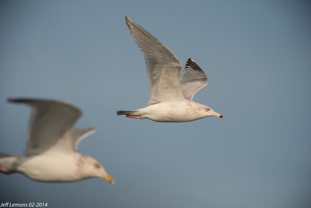 Herring x Glaucous Gull (hybrid)