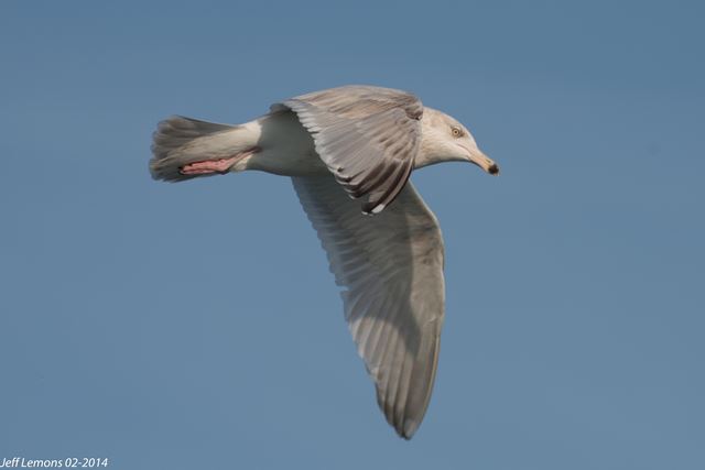 Herring x Glaucous Gull (hybrid)