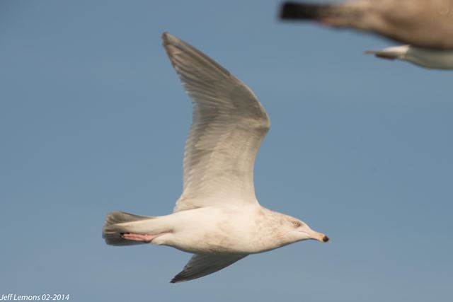 Herring x Glaucous Gull (hybrid)