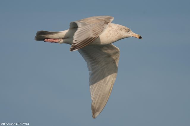 Herring x Glaucous Gull (hybrid)