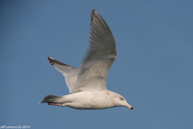 Herring x Glaucous Gull (hybrid)