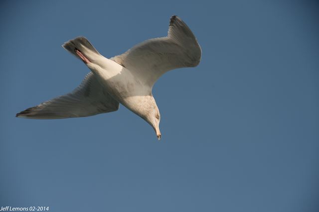 Herring x Glaucous Gull (hybrid)