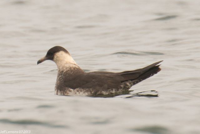 Pomarine Jaeger