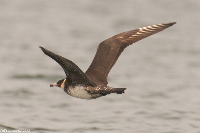 Pomarine Jaeger