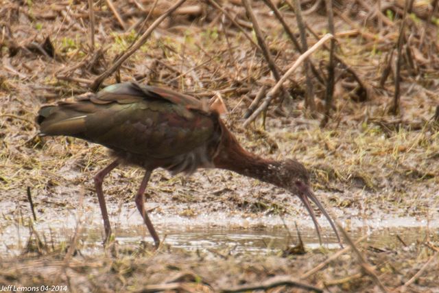 White-faced Ibis