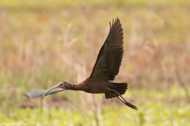 White-faced Ibis