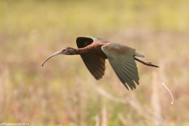 White-faced Ibis