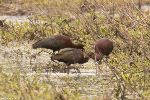 White-faced Ibis