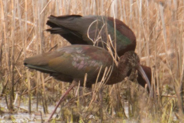 White-faced Ibis