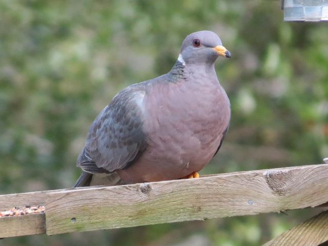 Band-tailed Pigeon