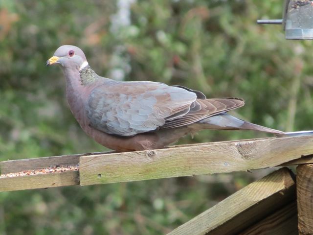 Band-tailed Pigeon