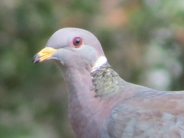 Band-tailed Pigeon