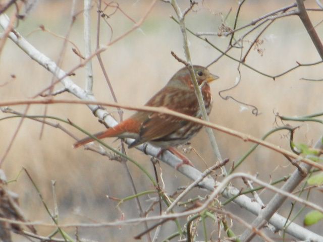 Fox Sparrow