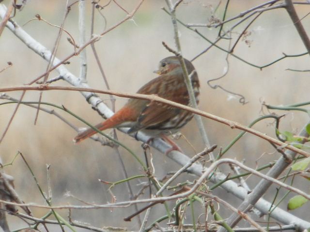 Fox Sparrow