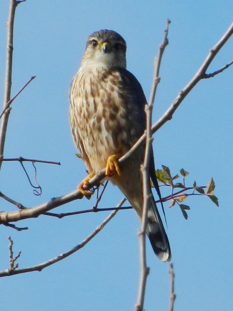 Merlin