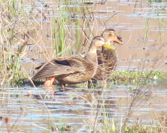 Mottled Duck