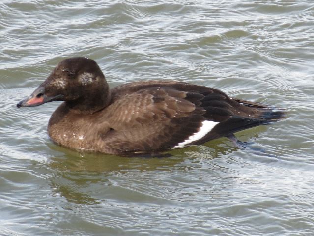 White-winged Scoter