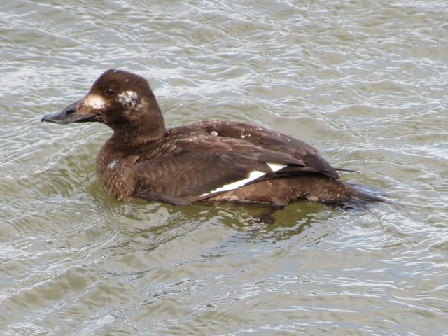 White-winged Scoter