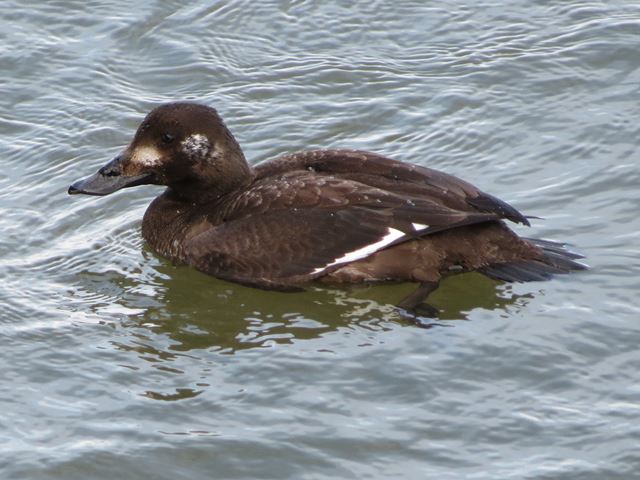 White-winged Scoter