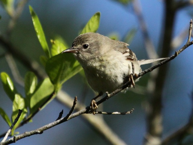 Mystery Bird