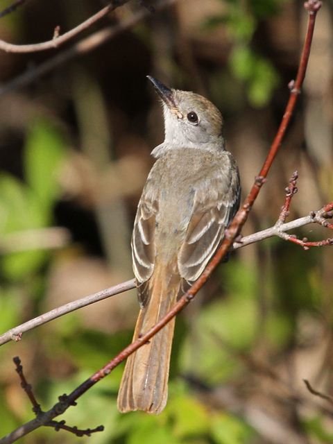 Ash-throated Flycatcher